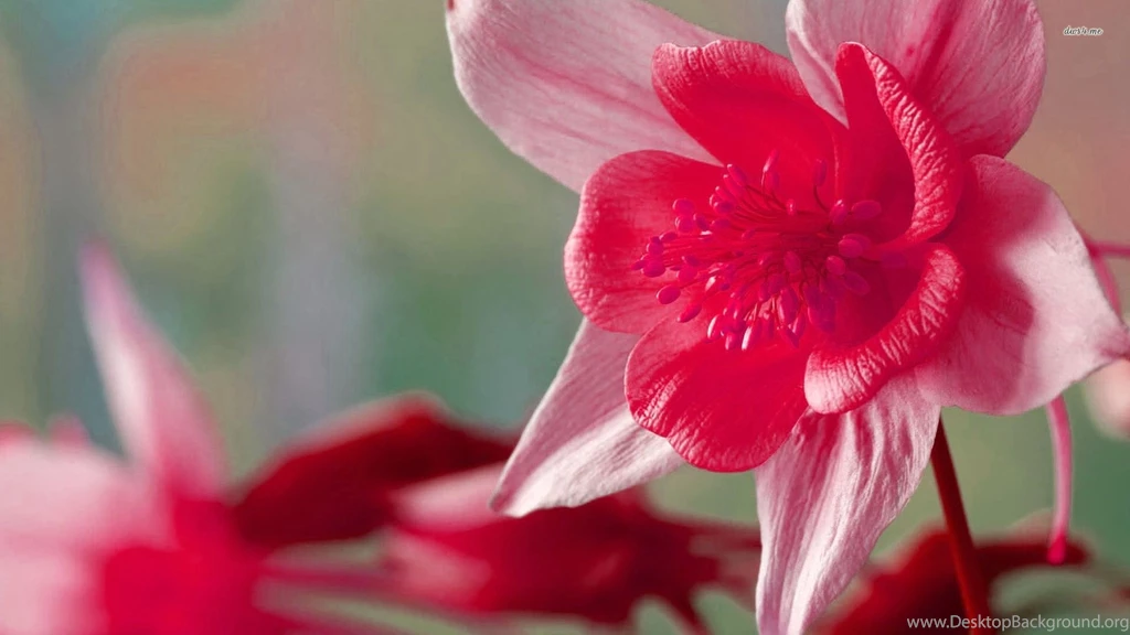 Pink Daffodil Wallpapers Flower Wallpapers