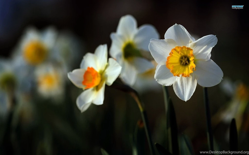 Daffodil Wallpapers Flower Wallpapers