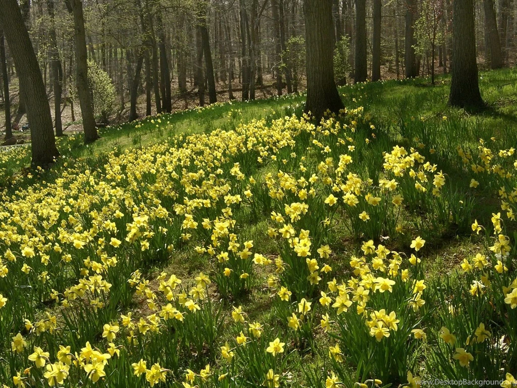 Wallpapers Daffodils Flowers Image