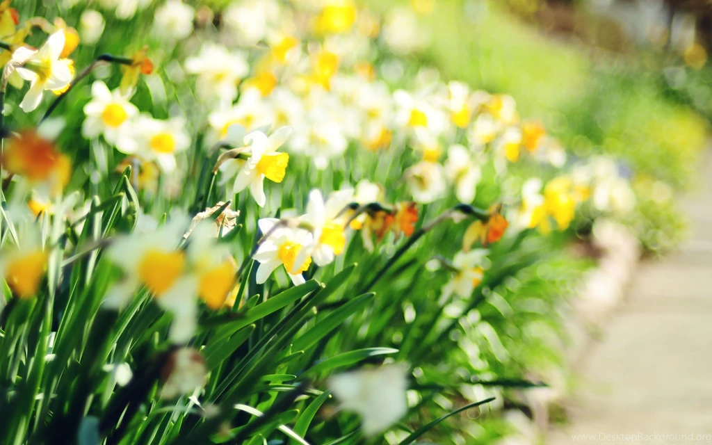 Flowers Wallpapers WallpaperLayer.com
