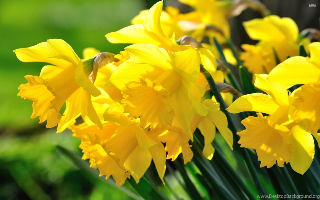 Daffodils Wallpapers Flower Wallpapers