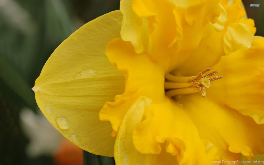 Daffodil Wallpapers Flower Wallpapers