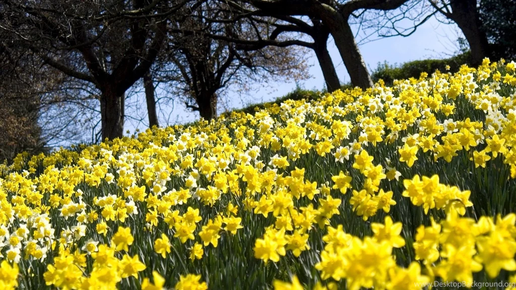 Download Wallpapers 1920x1080 Daffodils, Flowers, Flowerbed, Green ...