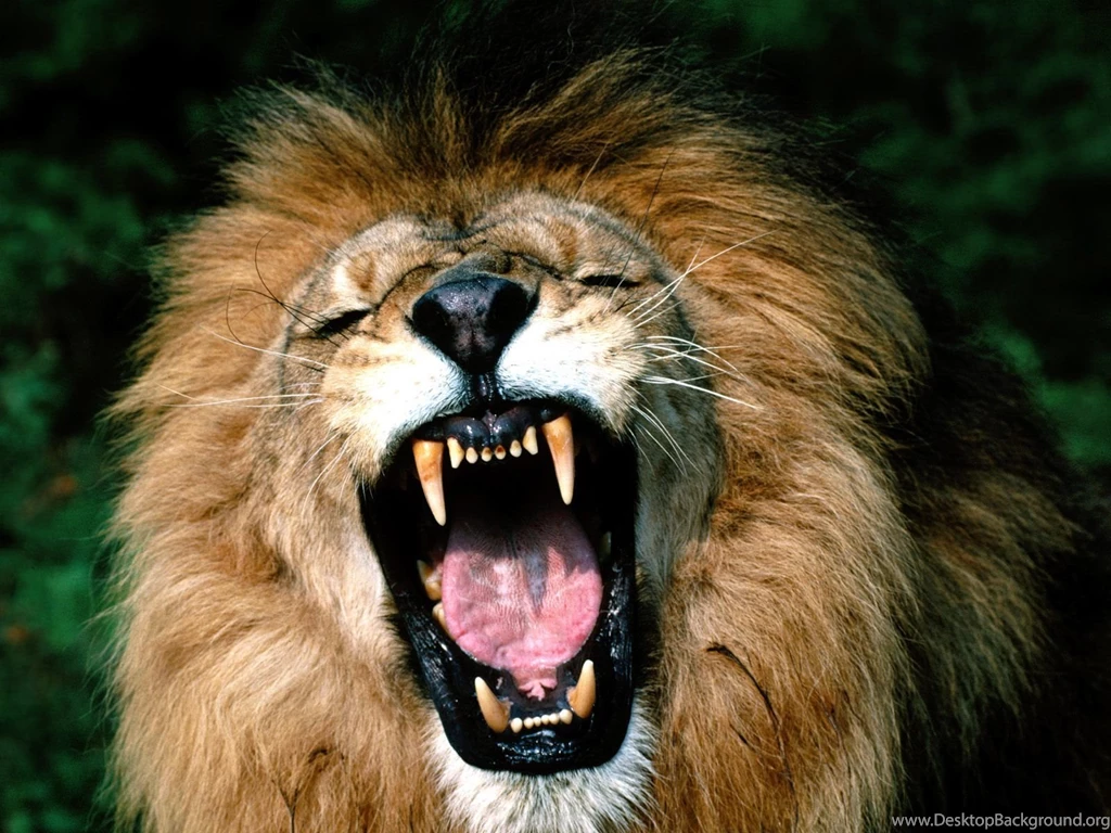 Images lion.jpg