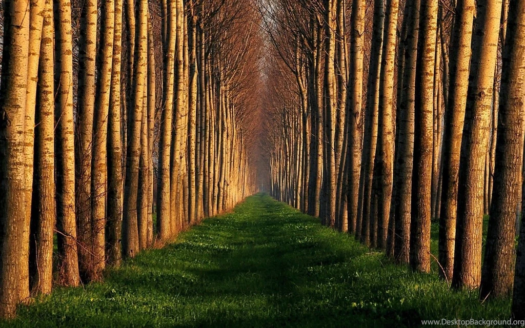 Cool Forest Avenue Windows 8 Wallpapers Wallpapers X