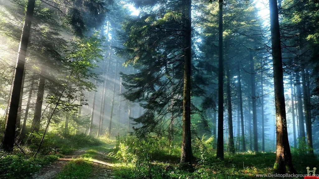 Nature Forest Wallpapers