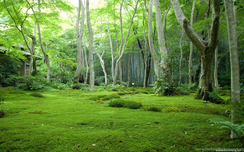 Forest Stream Pictures Wallpapers