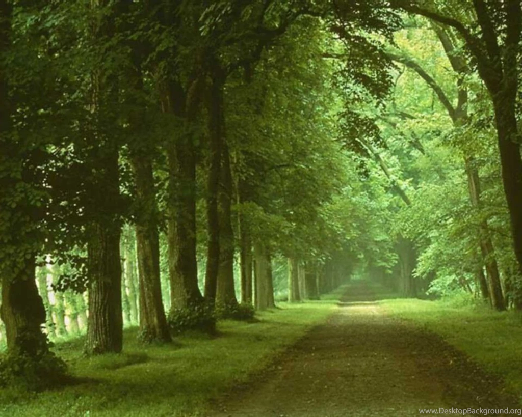 Forest Wallpapers