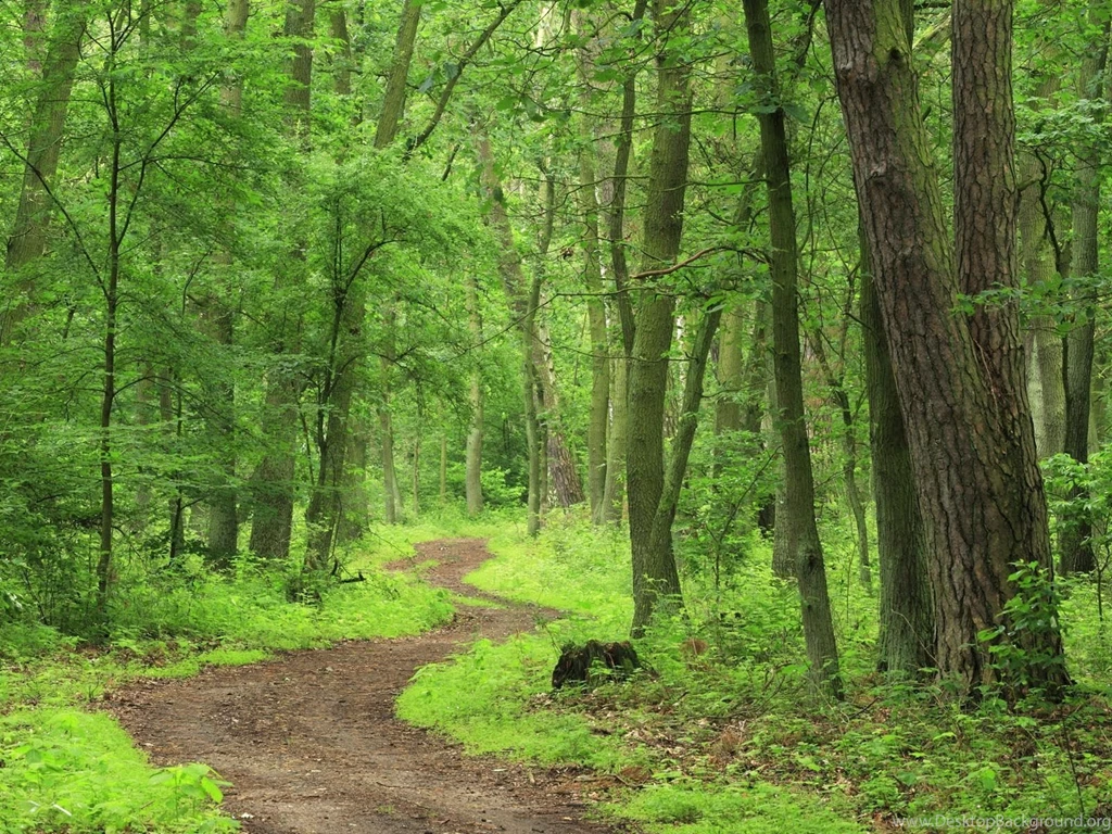 Green Forest Wallpapers HD