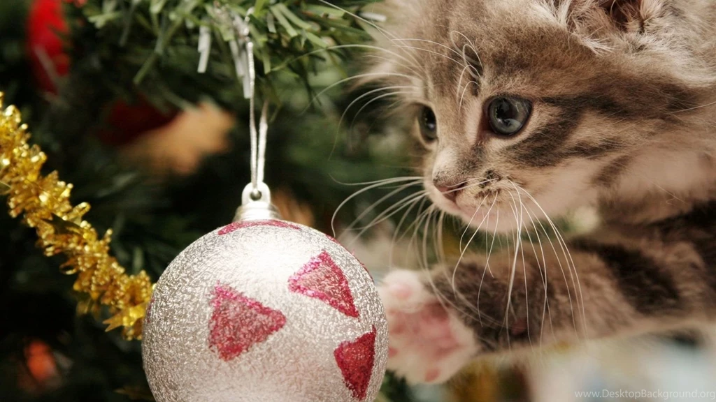 1600x900 Christmas Cat Wallpapers