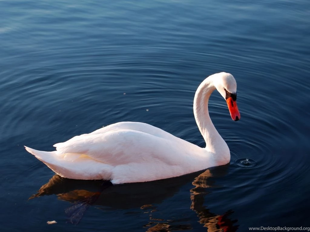 Swan Wallpapers Splendid Wallpapers HD