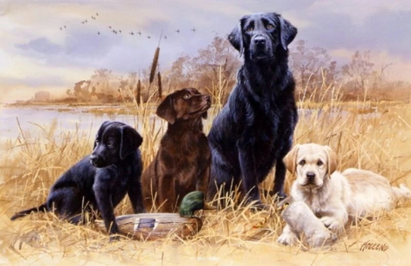 Gallery For Hunting Dog Desktop Wallpapers