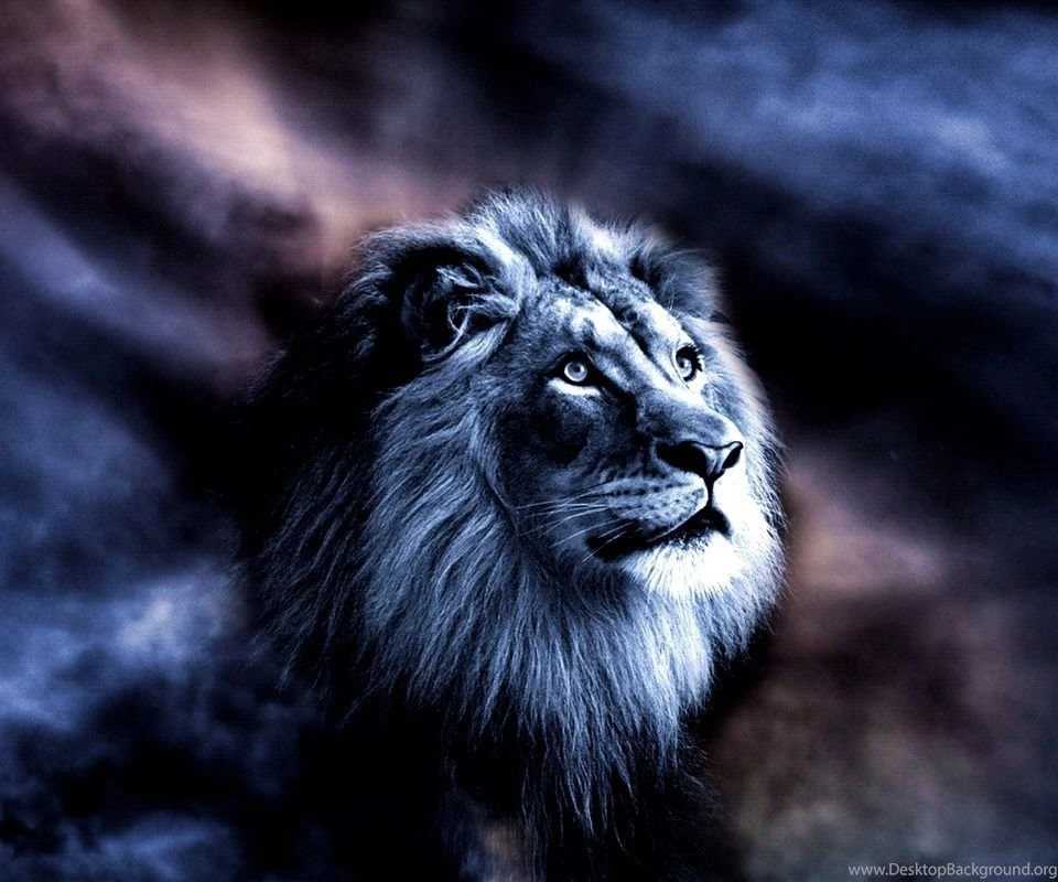 Cats Lion Night Lion Hunting Night Life King Wild Backgrounds ...