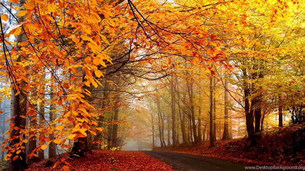 Download Wallpapers 2560x1440 Wood, Autumn, Road, Trees, Asphalt ...