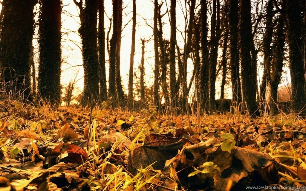 1280x800 Autumn Orange Leaves Desktop PC And Mac Wallpapers