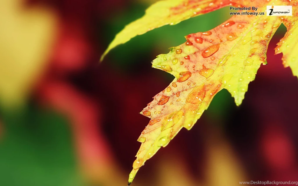 Rain Desktop Wallpapers HD Photo 37 Of 173