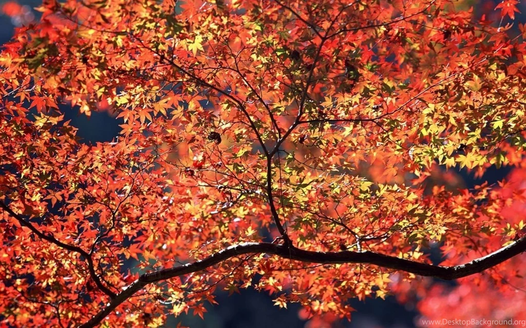 1280x800 Autumn Colors Desktop PC And Mac Wallpapers