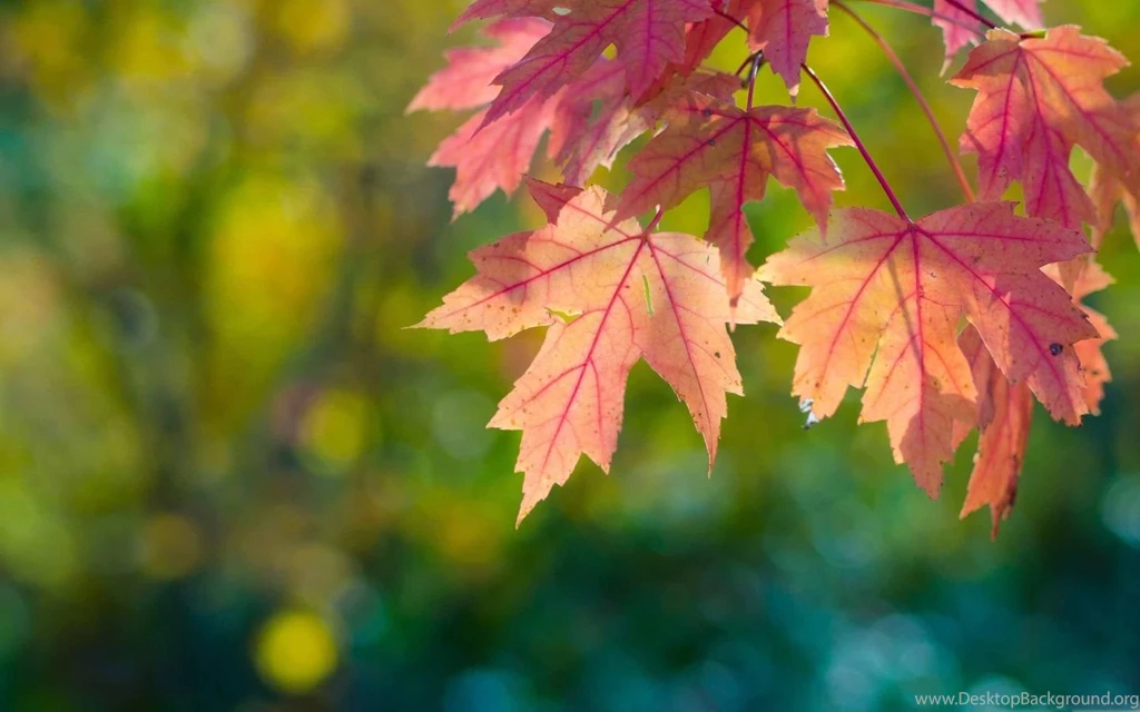 Fall Sun Leaves And Bokeh Mac Wallpapers Download