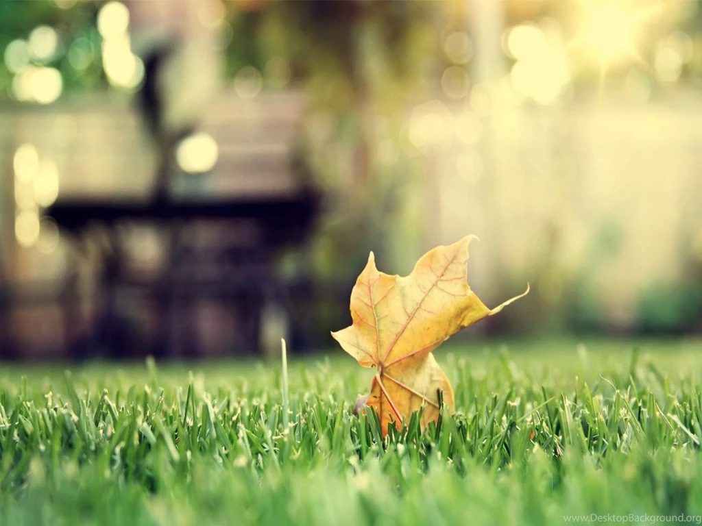 Fall Mac Pictures And Wallpapers Autumn Leaves   1600x1200   227854