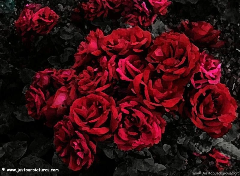 Just Our Pictures Roses ~ Rose Pictures For Background/Wallpapers