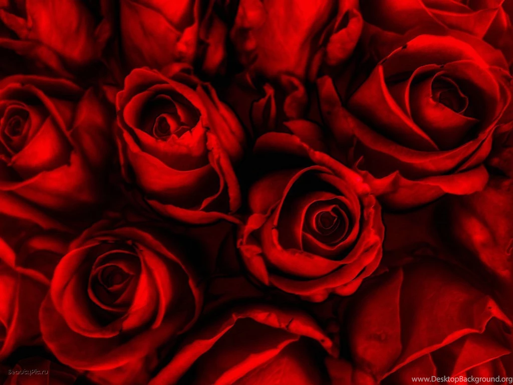 Red Roses Backgrounds