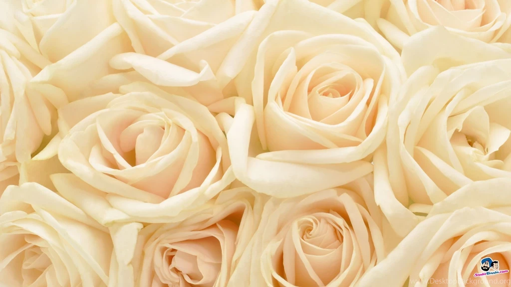 White Roses Backgrounds