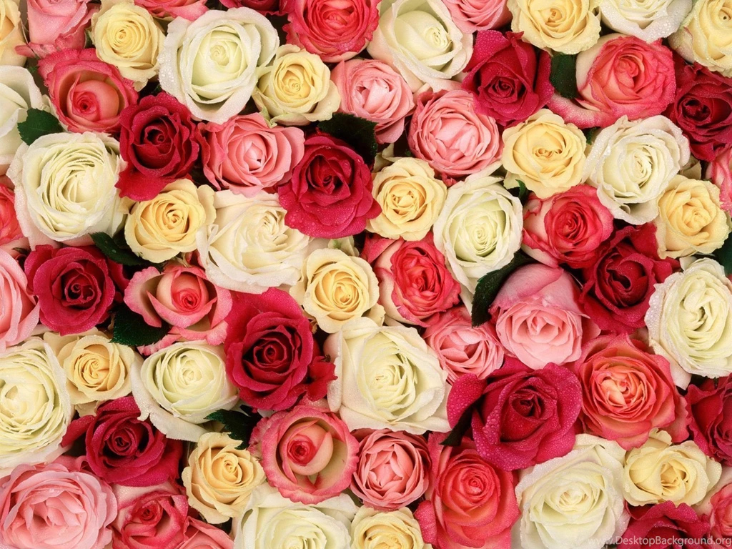 Images Of Roses Backgrounds 0BC