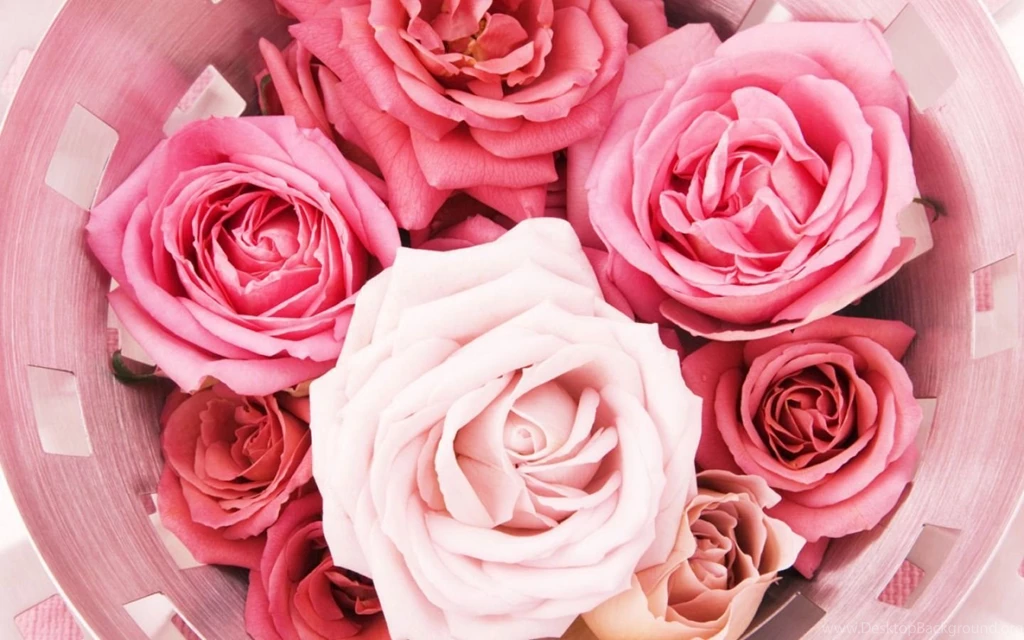 Pink Roses Tumblr Backgrounds Wallpaper.