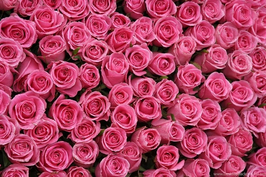 Hot Pink Wallpapers 5 Backgrounds Hdblackwallpaper.com