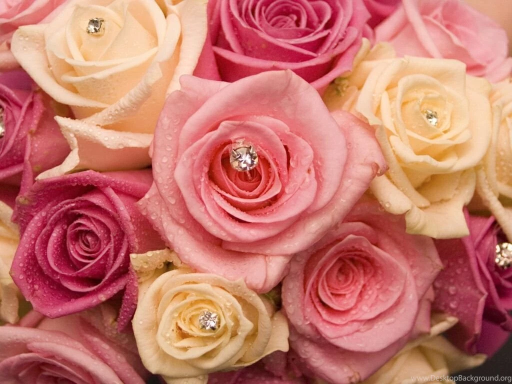 Flowers For Flower Lovers.: Flowers Wallpapers Beautiful Roses ...