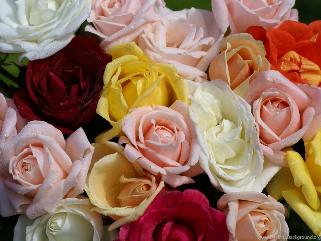 Roses Wallpapers: Most Beautiful Roses Free Computer Wallpapers