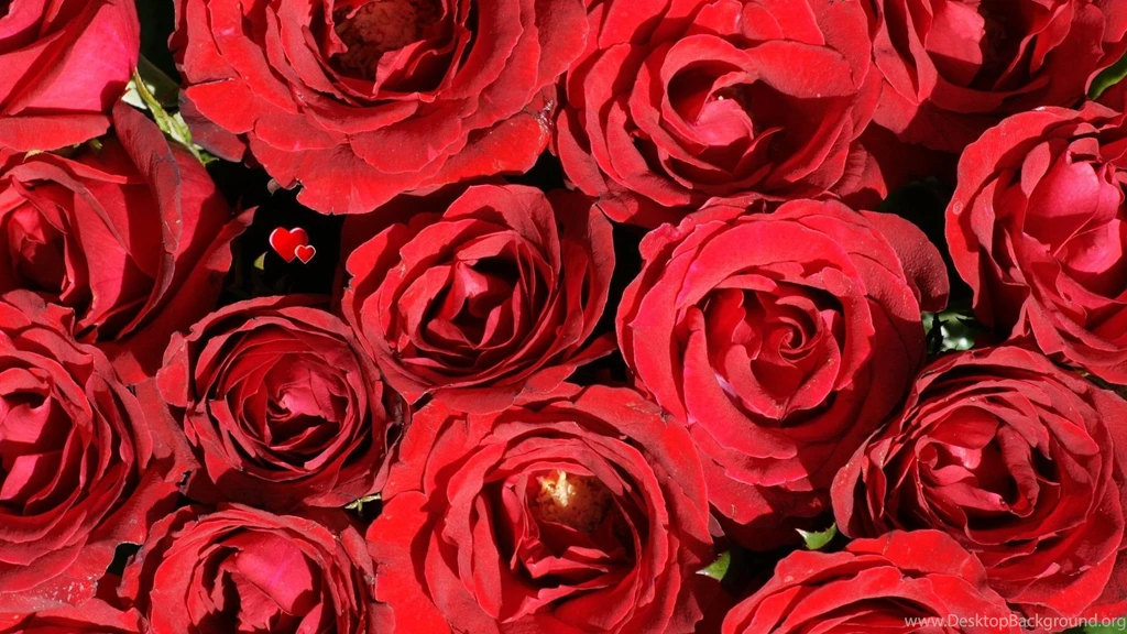Red Rose Wallpapers Desktop