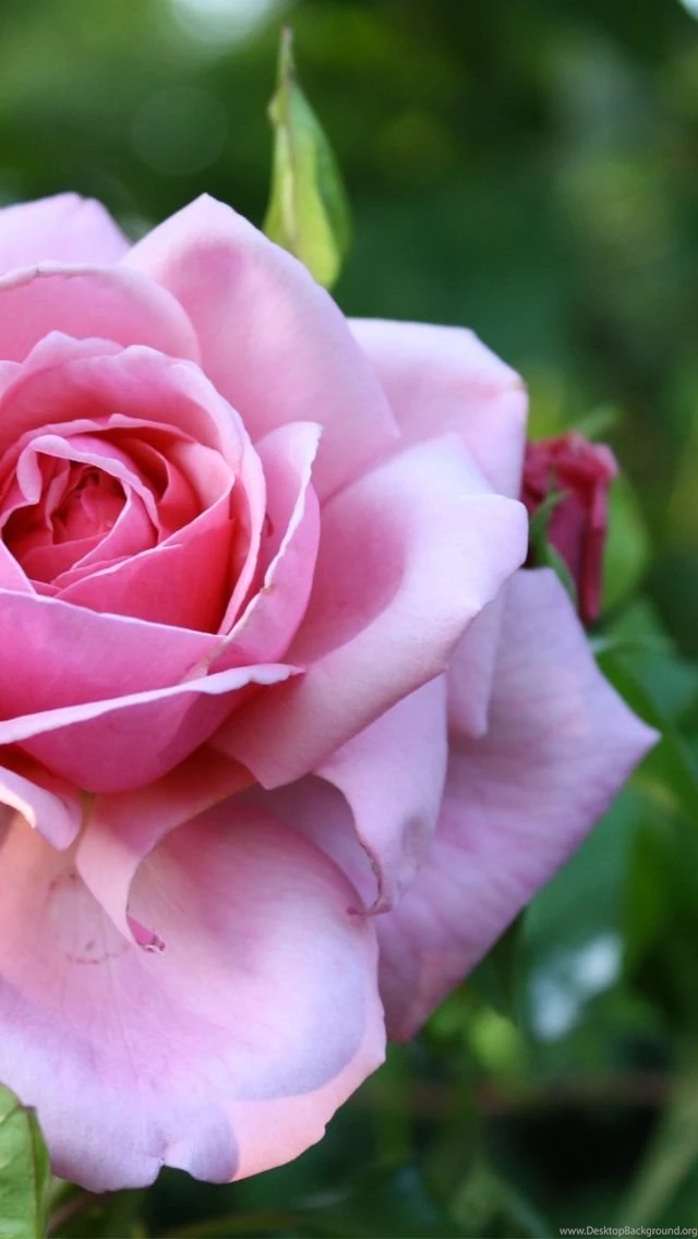 Wallpapers Weekends: Spring Floral Beauties For iPhone 5