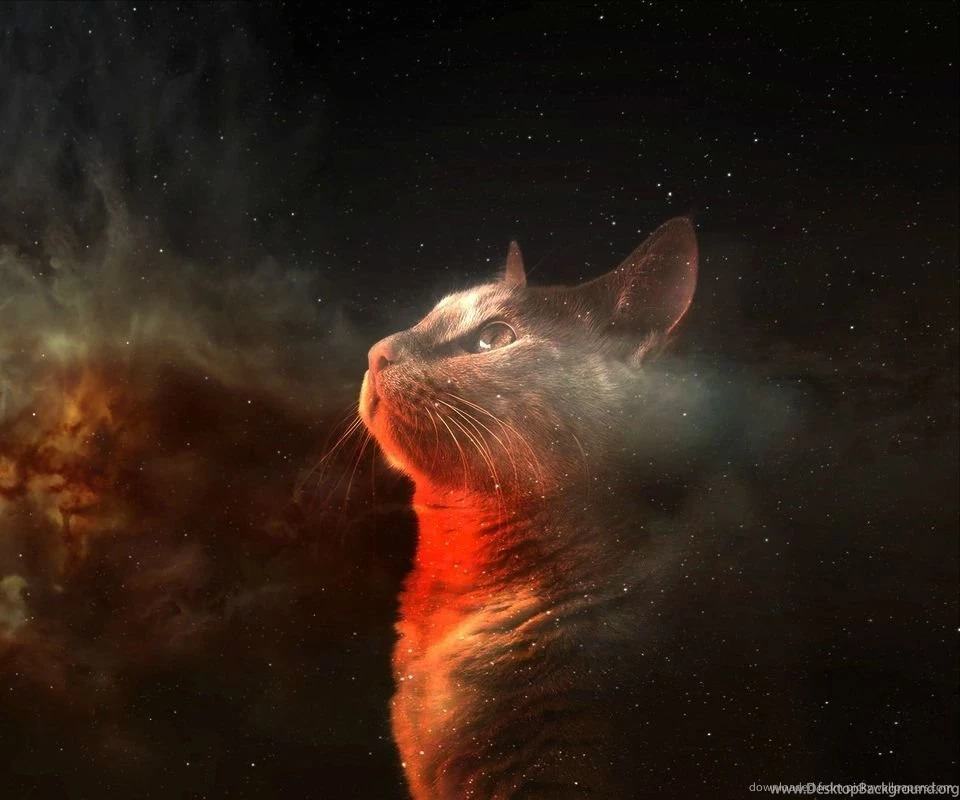 Download Amazing Space Cat Wallpapers For Samsung Epic