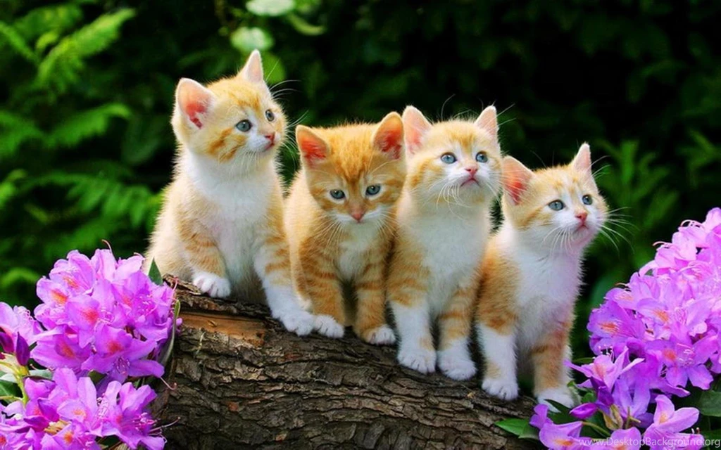 KITTIES IN SPRING WALLPAPER   (