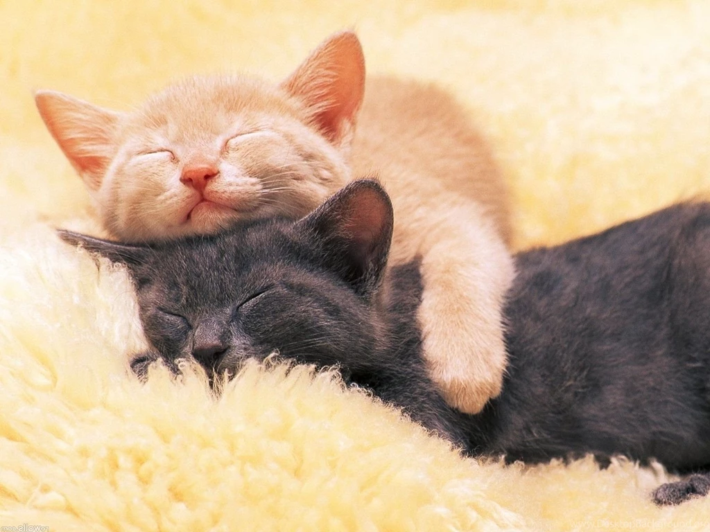 1600x1200 Sleeping Kitties Wallpapers