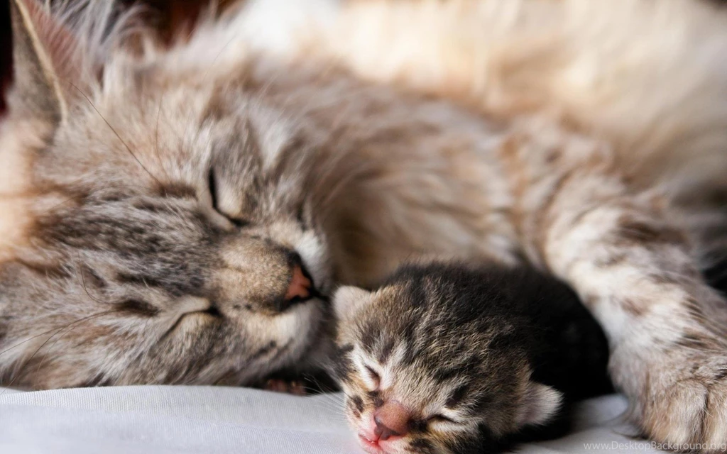 Cute Kitties HD Desktop Wallpapers : Widescreen : High Definition ...