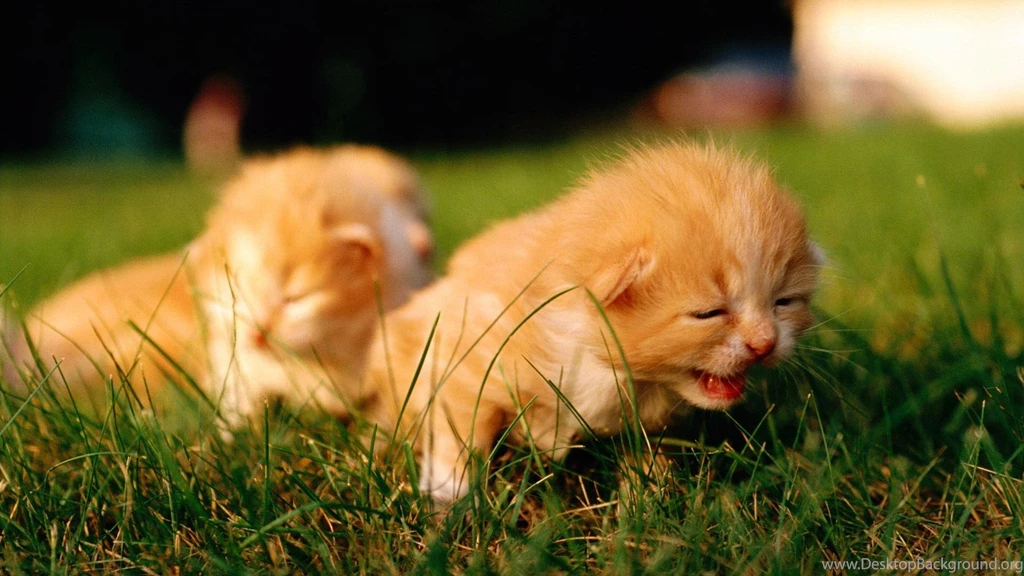 Kitties >> HD Wallpaper, Get It Now!