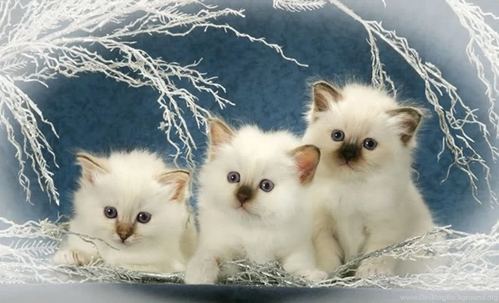 6 котят картинка