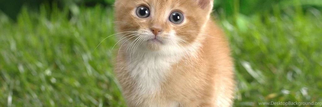 Kitties Wallpapers Wallpapers