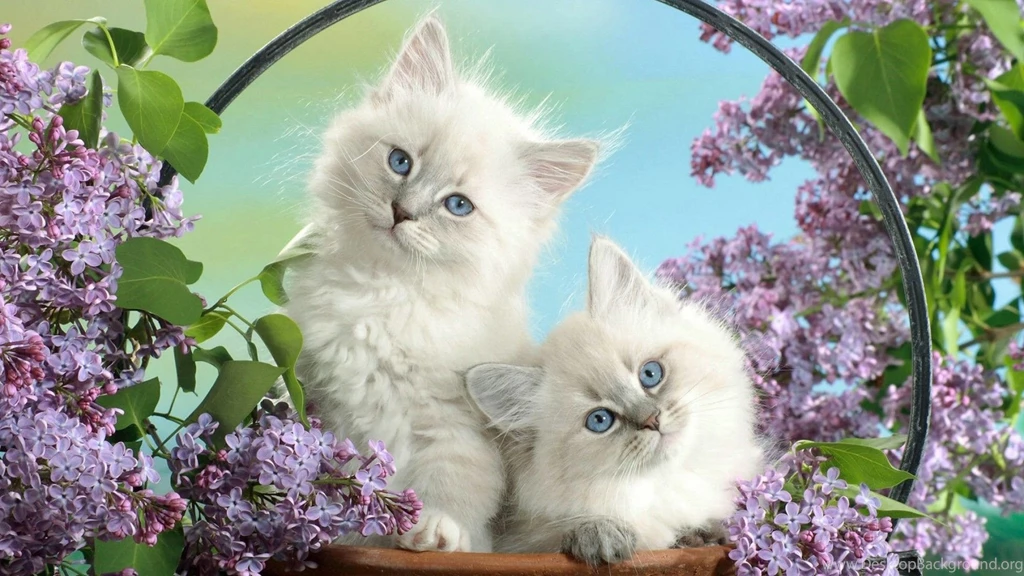Cats Little Beauties Flowers Kittens Photography White Fur Cats ...