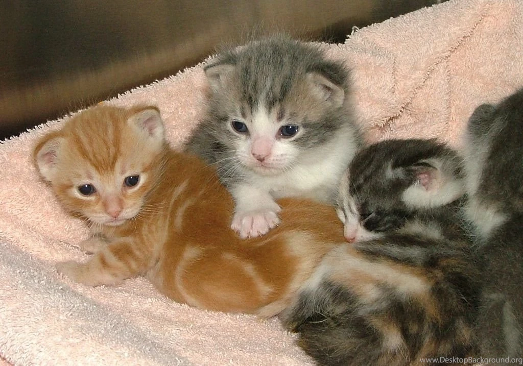 Cats: Kitties Cats Wallpapers HD For HD 16:9 High Definition 1080p ...