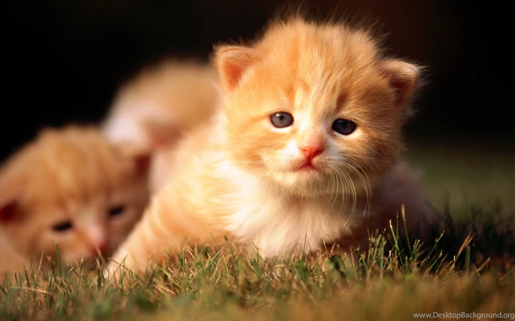 Cute Kitties Wallpapers