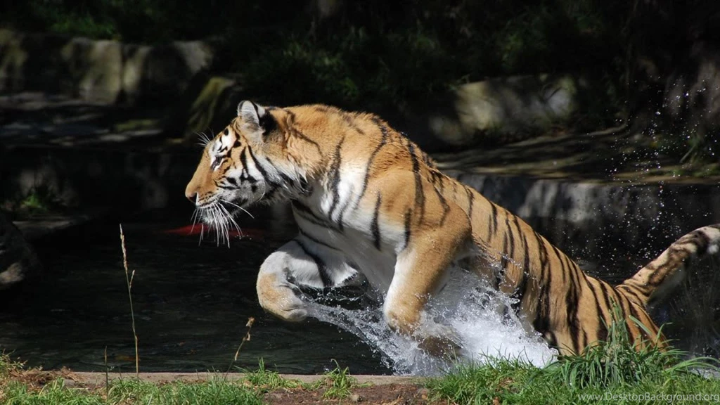Water Tiger Jump Hunting HD Wallpapers Wallpapers   (