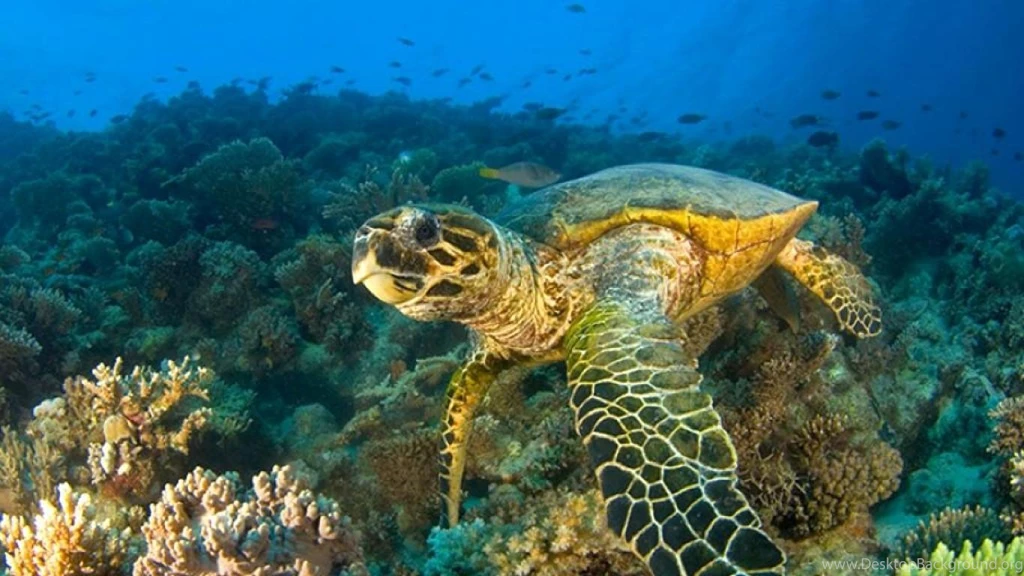 Sea Turtle Wallpapers (