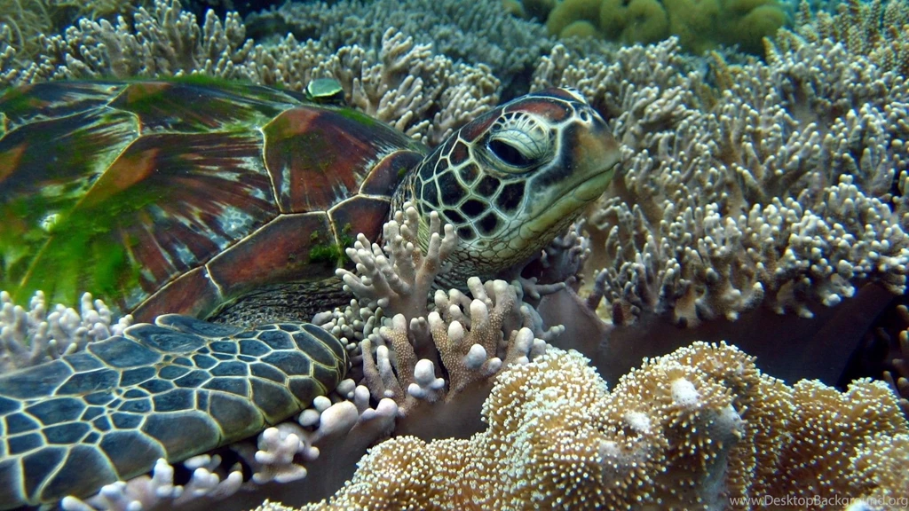 iPhone 5 5S Wallpapers Page 193: Water Ocean Underwater Water ...