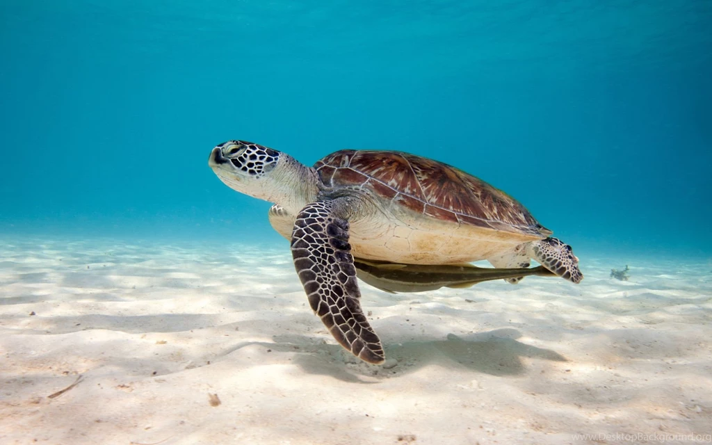 Turtle Wallpapers For Widescreen Desktop PC 1920x1080 Full HD