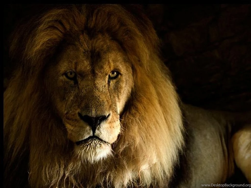 Lion Wallpapers HD Pictures