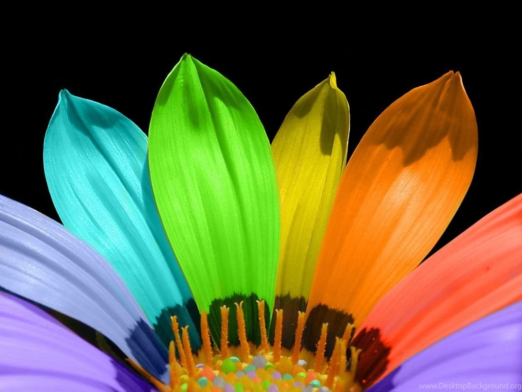 Bright Colored Flowers Wallpapers