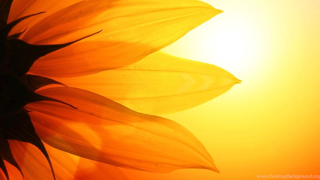 Gallery For Sunflowers Wallpaper Backgrounds